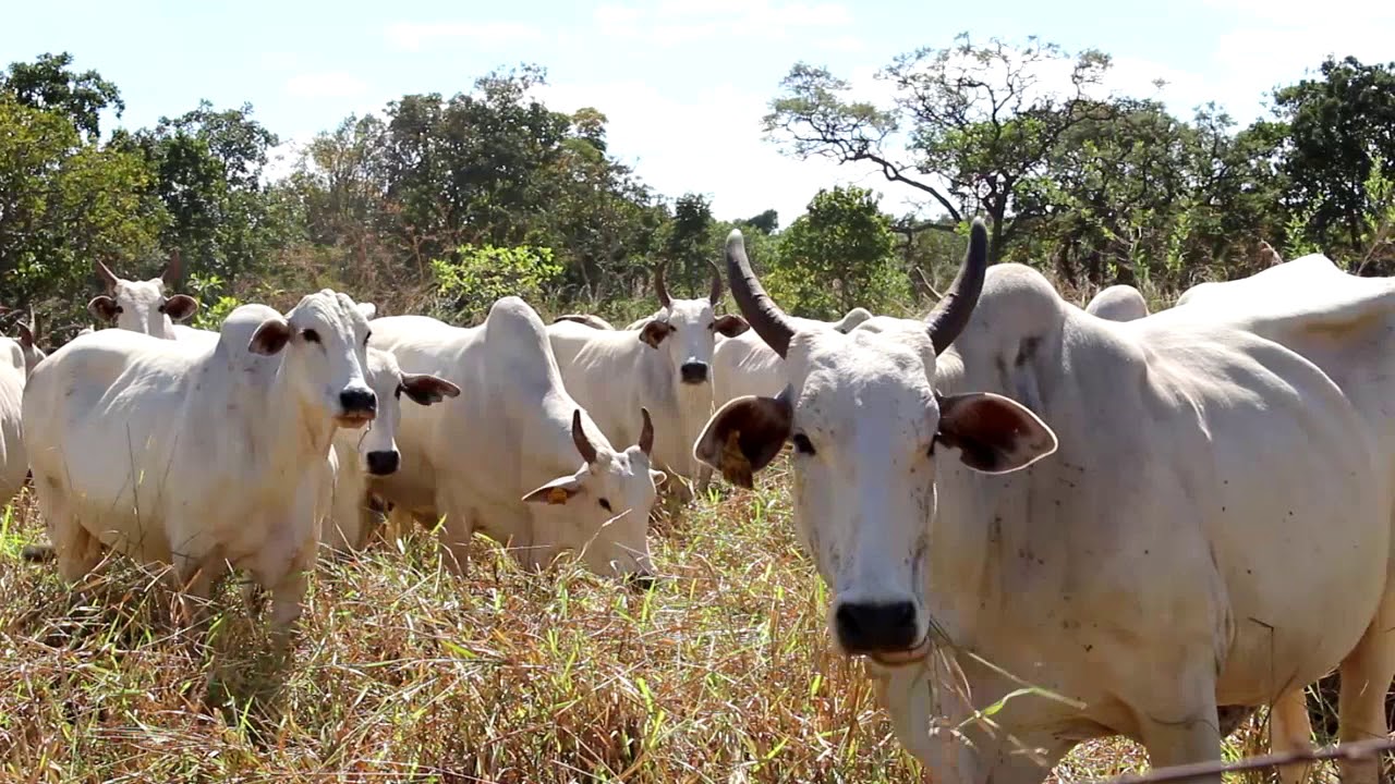 85% DE PRENHEZ - ESTAÇÃO DE MONTA DE 45 DIAS - Agro Pontieri
