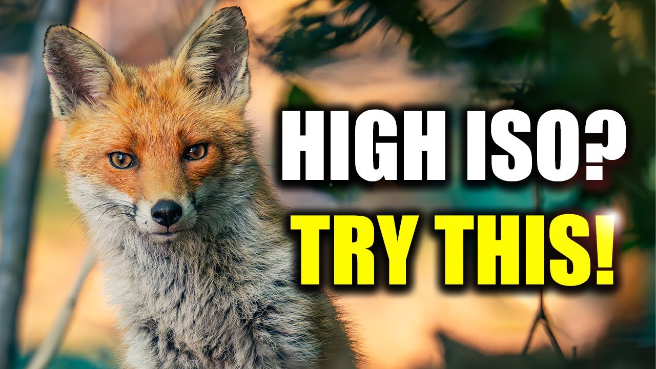 Tired of Noisy Wildlife Photos? Do This