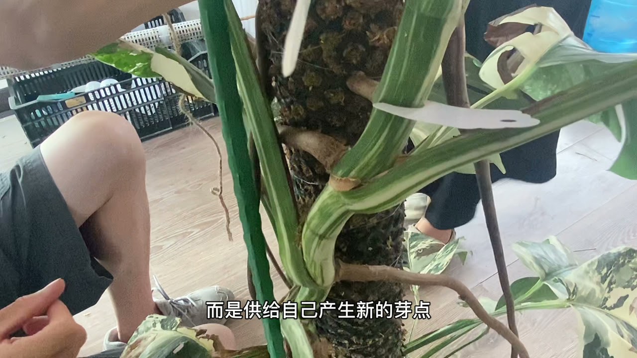 白龟超快速繁殖小妙招