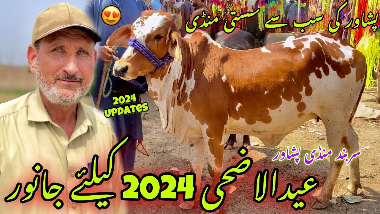 Maweshi Mandi Sarband Peshawar 23/5/2024 New Updates | Eid Ul Azha Bulls Prices 2024 | khyber Social