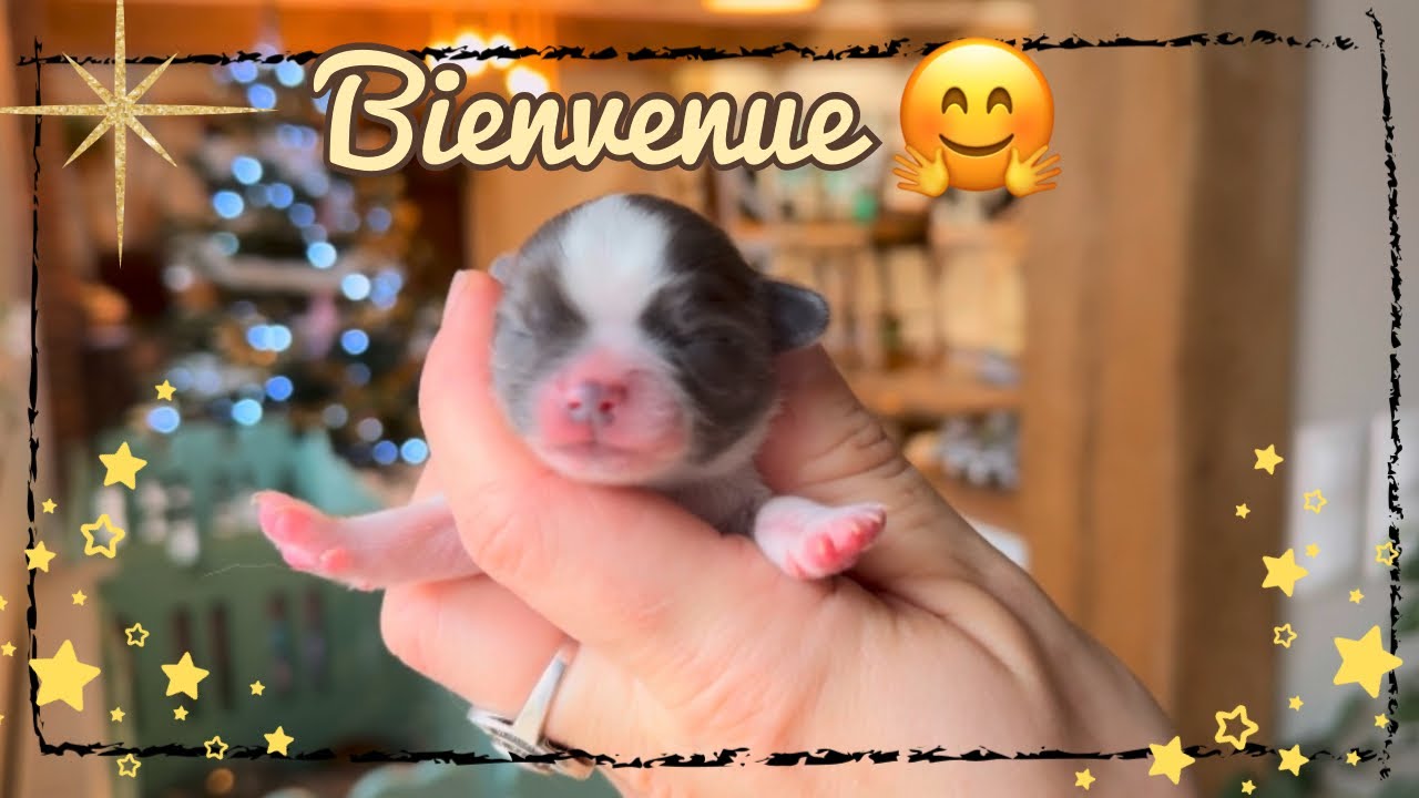 SMILEY DEVIENT MAMAN, mise bas Chihuahua #cavalierkingcharles #chihuahua #teckel #cheval #chiots 