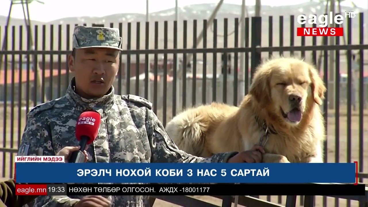Эрэлч нохойн сургалтын алба