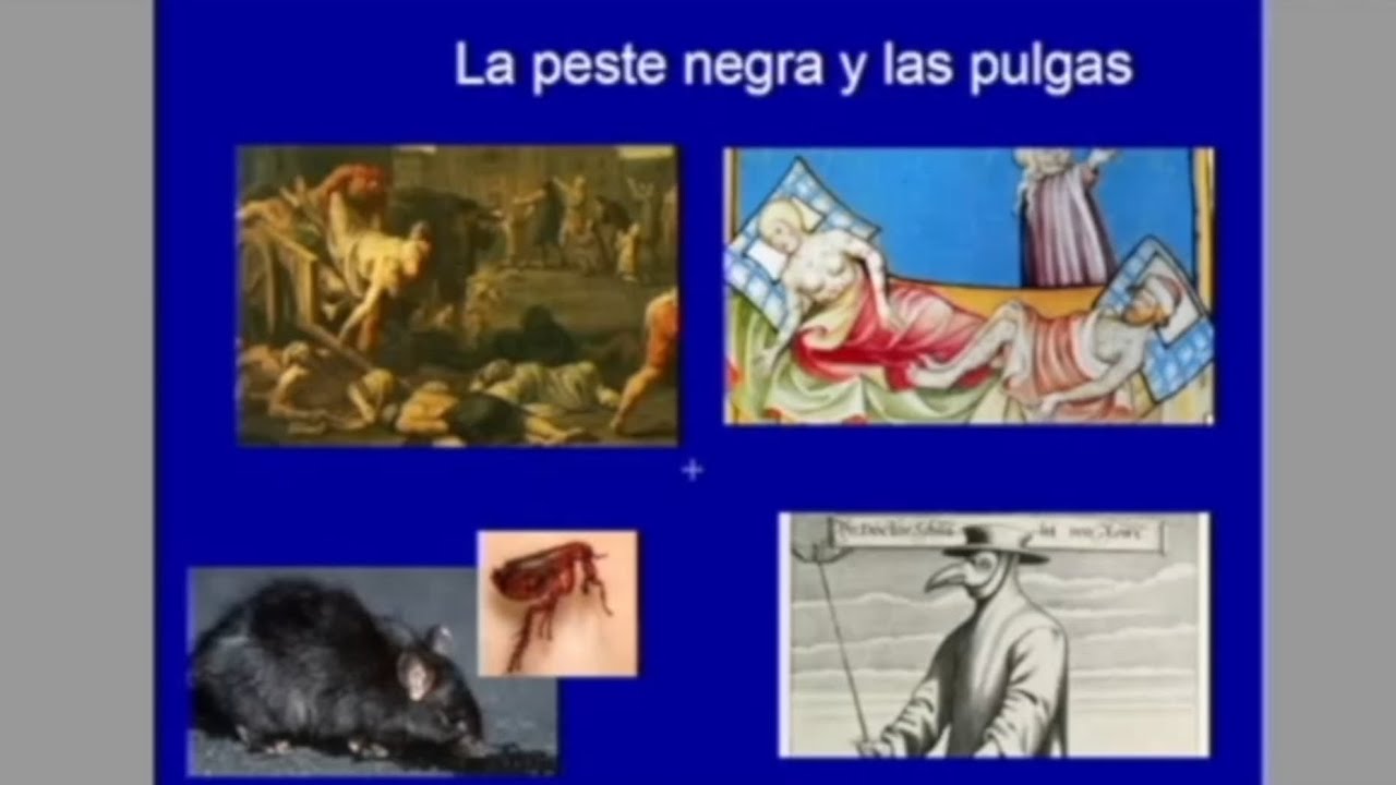 La peste negra y las pulgas