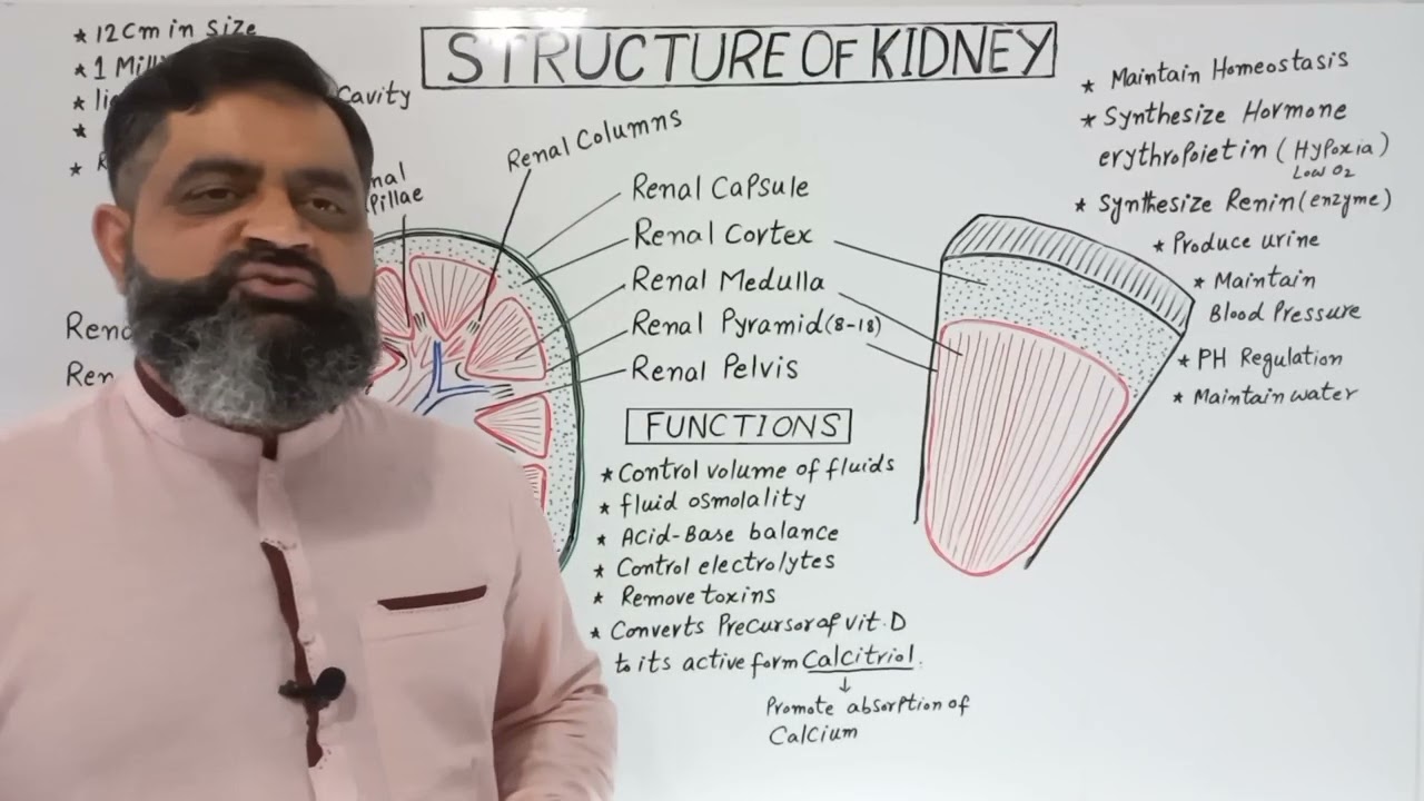 Structure of Kidney English medium @ Prof Masood fuzail | Functions of Kidney | Anatomy of Kidney