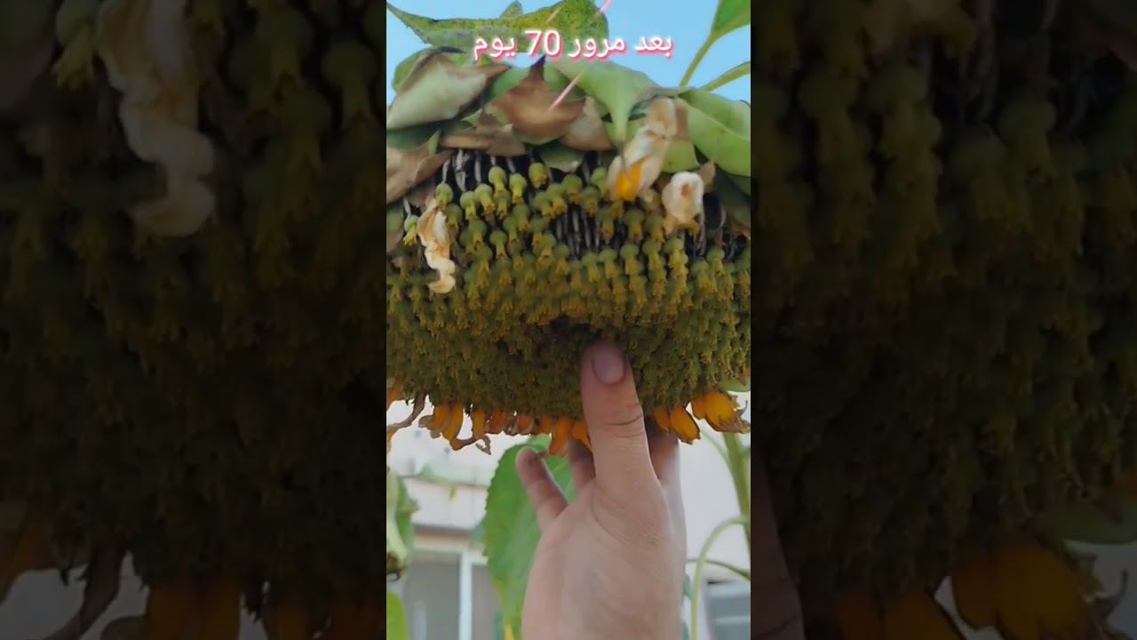 زراعة دوار الشمس من البذرة حتى الحصاد في أفضل أنظمة الزراعة الحديثة