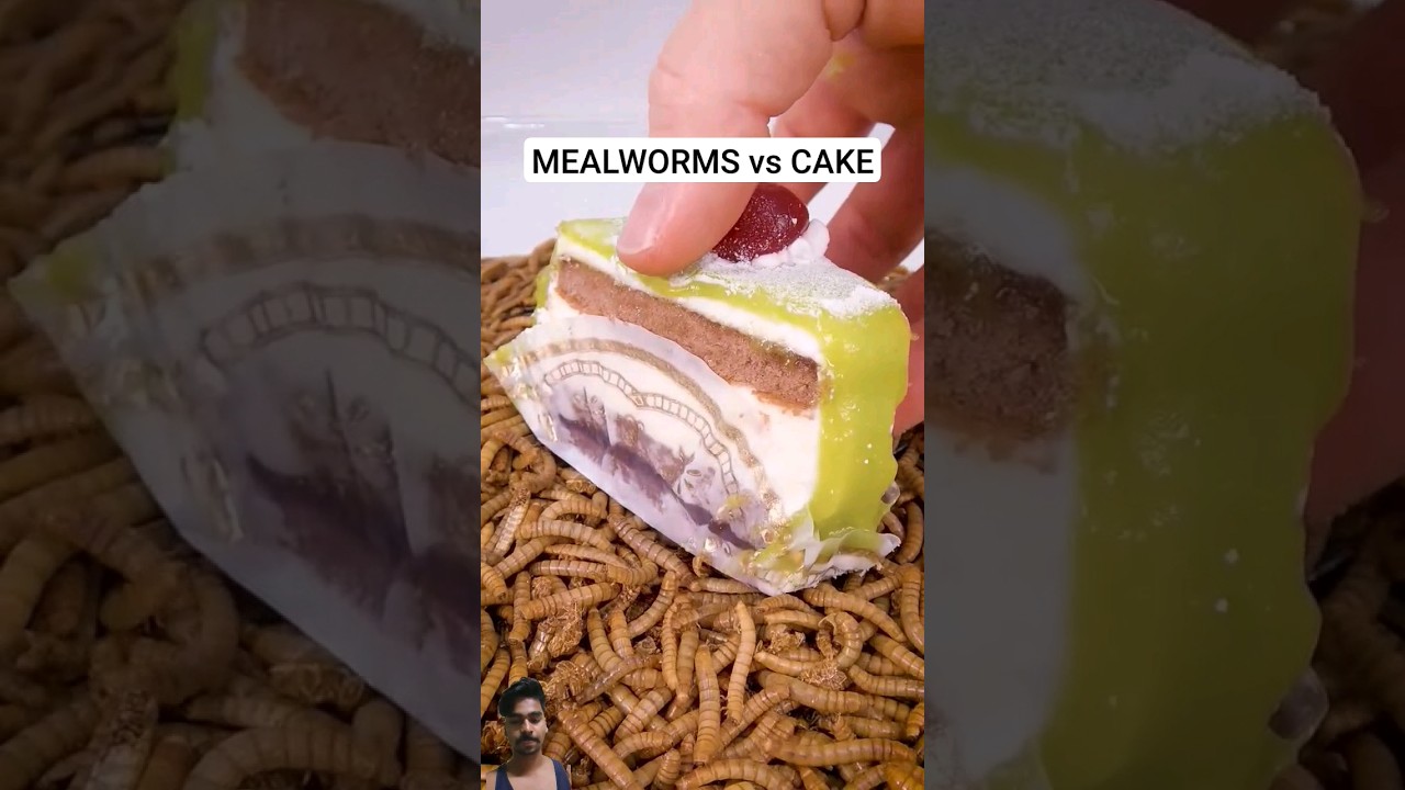 MEALWORMS VS CAKE #cake #bakery #worms #wormateio #mealworms #insects #animals #ytshort #shorts