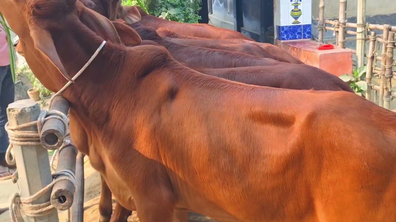 সুন্দর সুন্দর গরু 