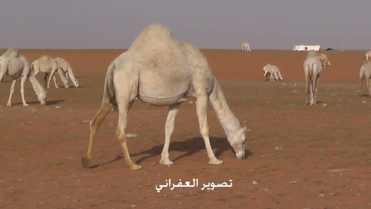شيلة طـــــقــــوس الــــحيـــاه