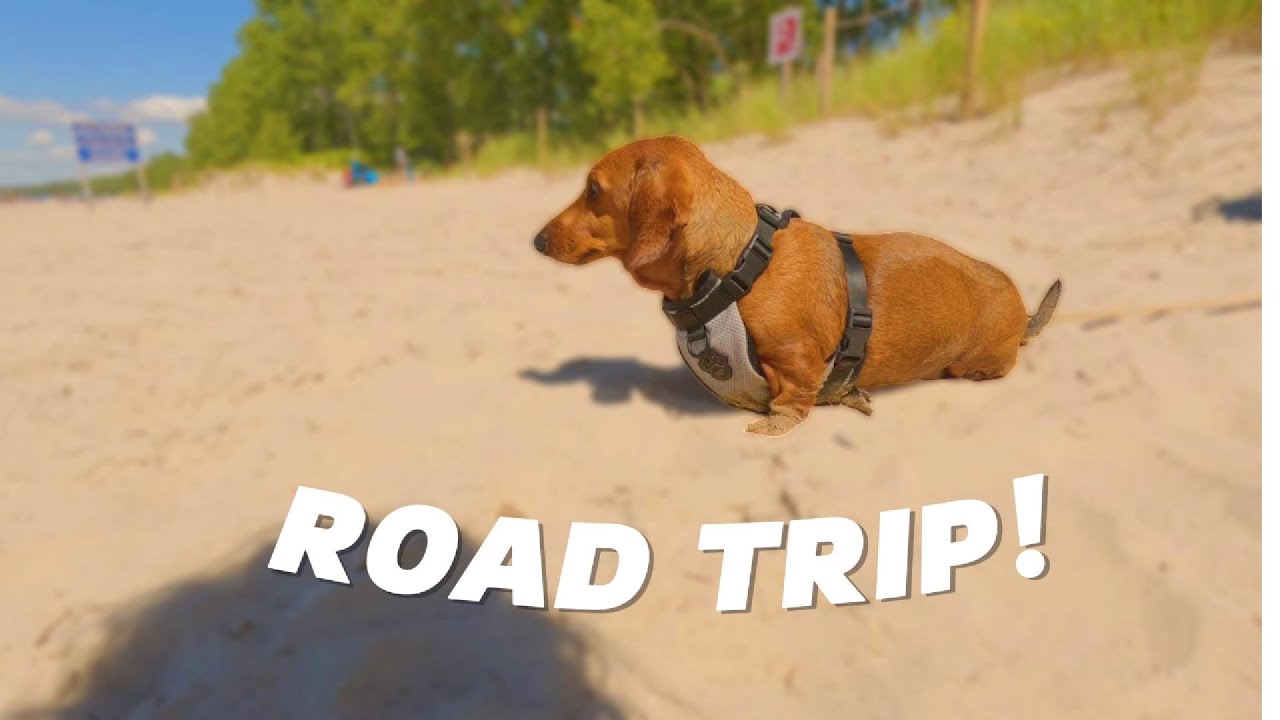 Mini Dachshunds Go On A Road Trip