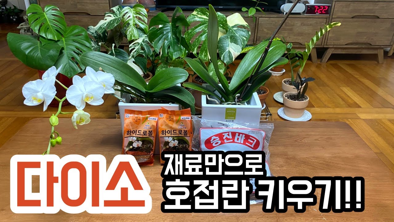 호접란 쉽게 키우기!! 다이소 재료만으로 호접란 키우기!!