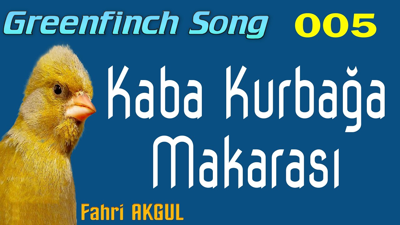 Flurya Kuşu Ötümü 005 - Kaba Kurbağa Makarası