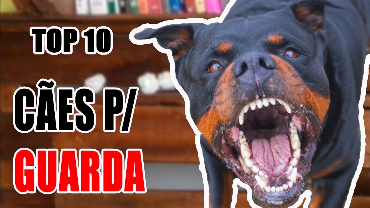 Raças de CÃES p/ GUARDA parte 1 - top10