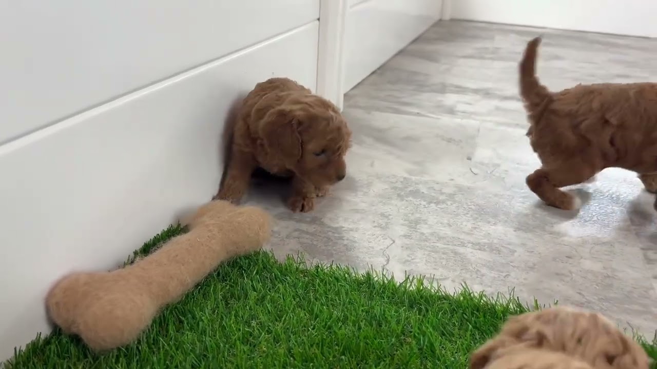 Penny’s F1B Cavapoo Puppies! 5 weeks old. 