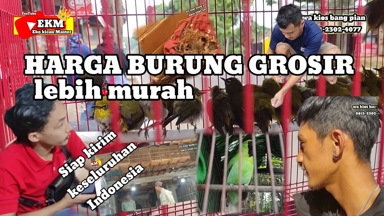 GROSIR BURUNG OMBYOKAN HARGA MURAH ‼️ REVIEW BURUNG OMBYOKAN BISA DI JUAL LAGI UNTUNG BESAR