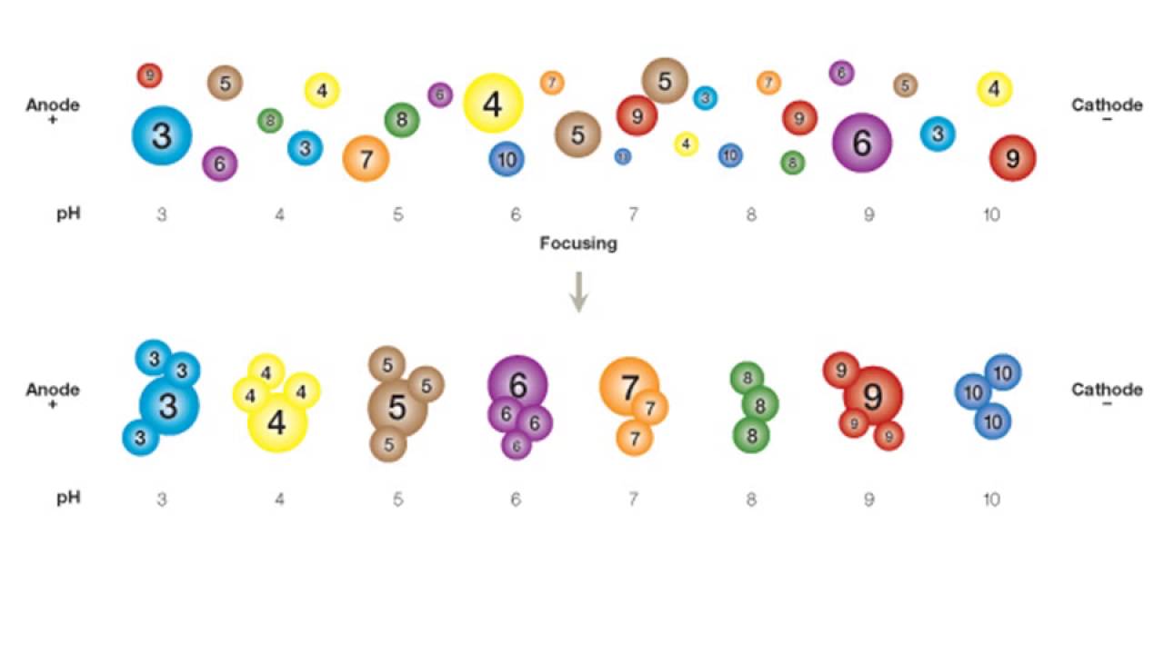 isoelectric focusing of proteins