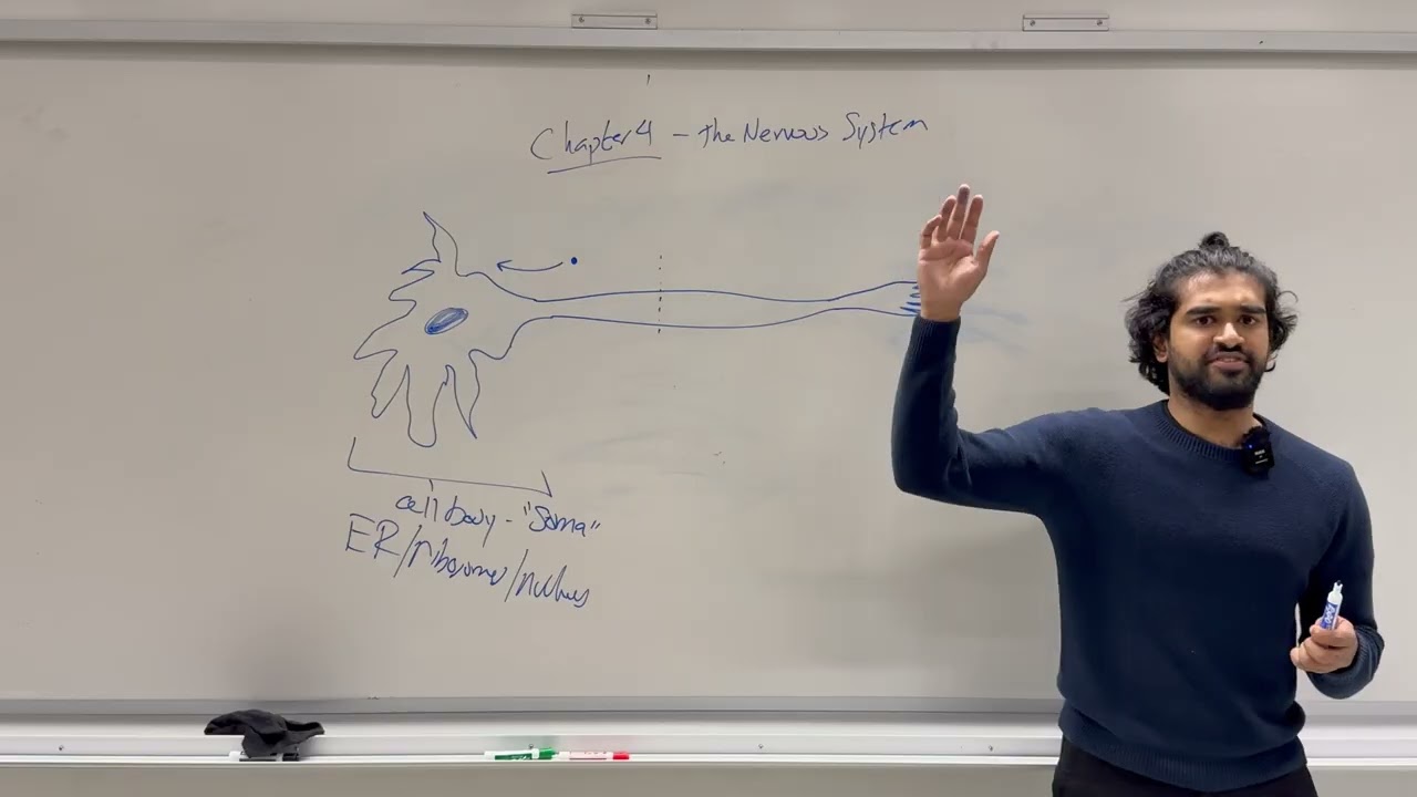 2025-2026 MCAT General Biology, Chapter 4- The Nervous System (Part 1)