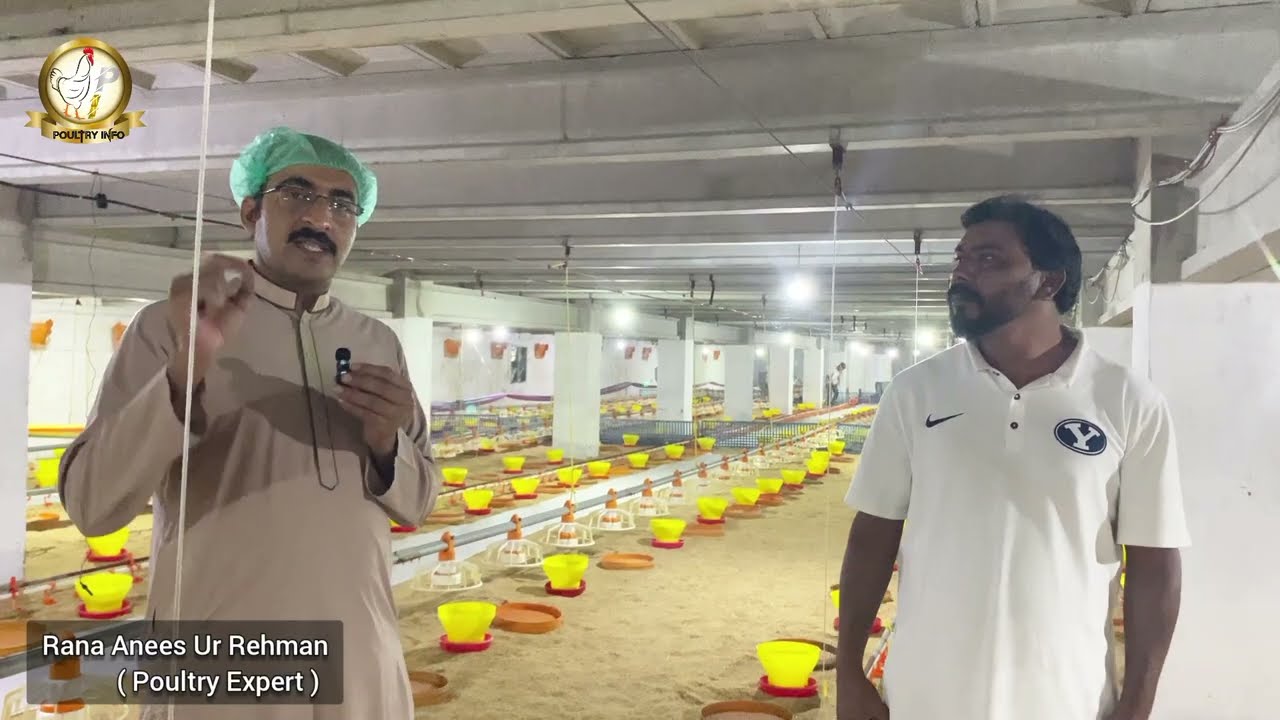 Pre Brooding Management | Day 1 Chick Receiving Protocol | चूजा प्राप्त करना