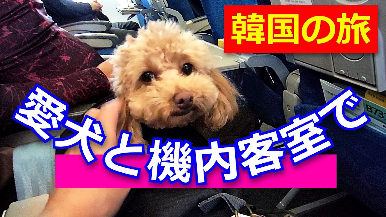 【愛犬と韓国の旅】愛犬と機内客室で韓国へ！