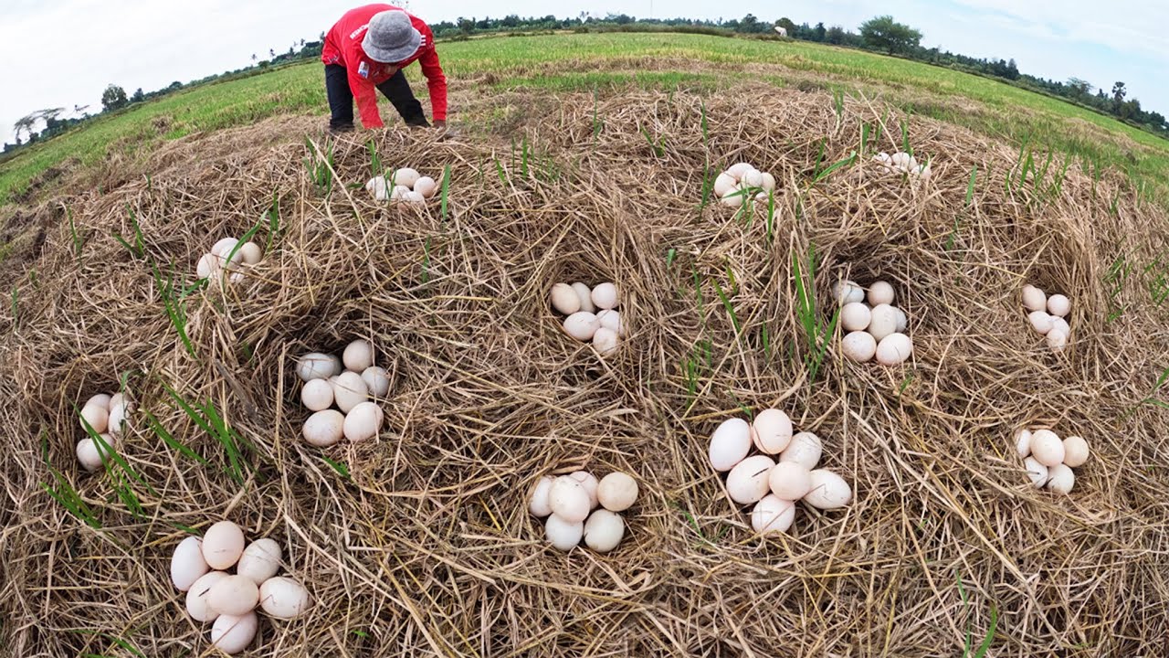 Skills Man - pick a lot of duck eggs in straw in rice field by skills hand