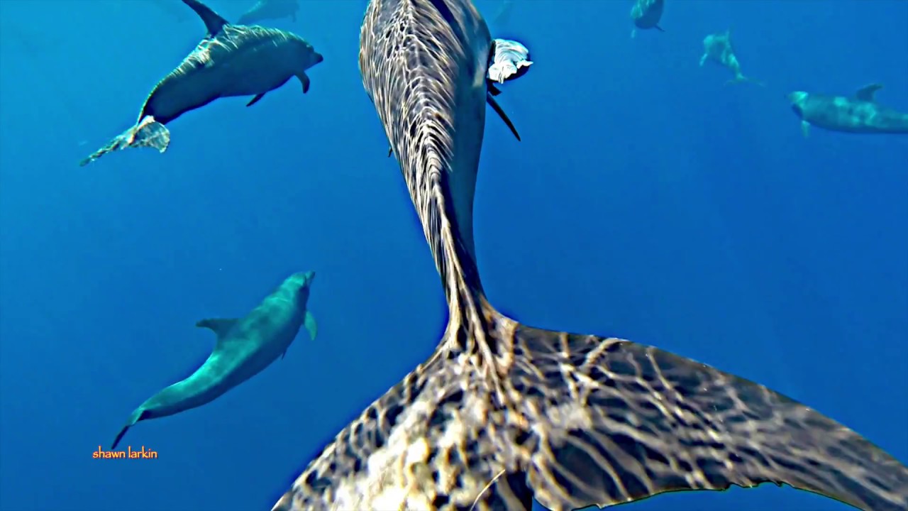 Bottlenose Dolphin Mega Pod The Remora Conundrum Costa Cetacea Media Costa Cetacea