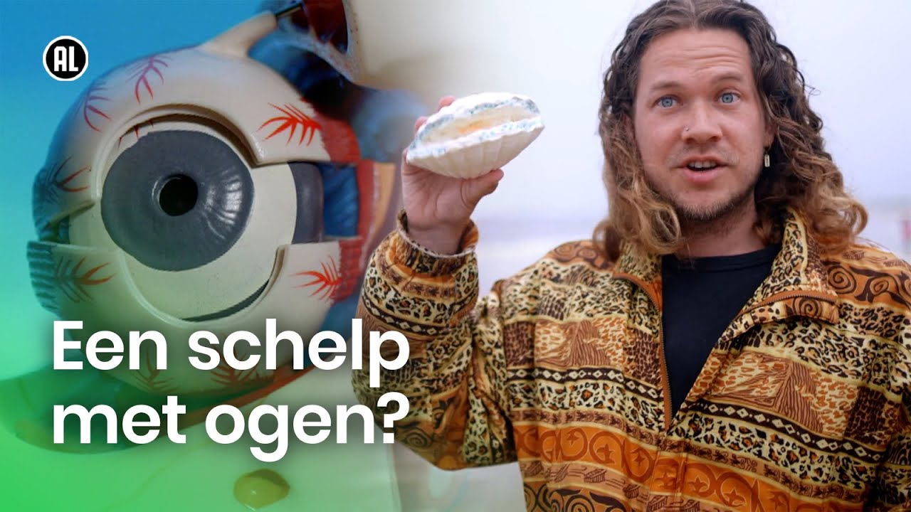 Hoe kijkt de Sint Jacobsschelp? | Anders kijken