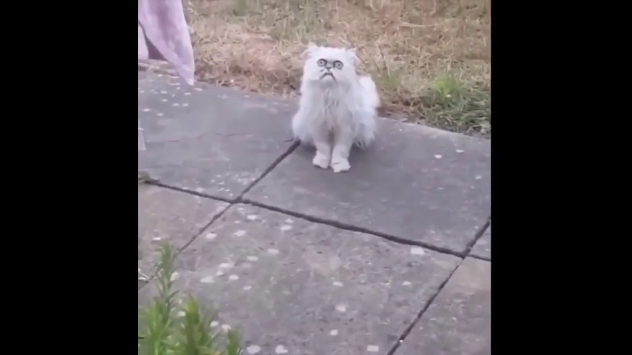 Ma there&rsquo;s a weird cat outside