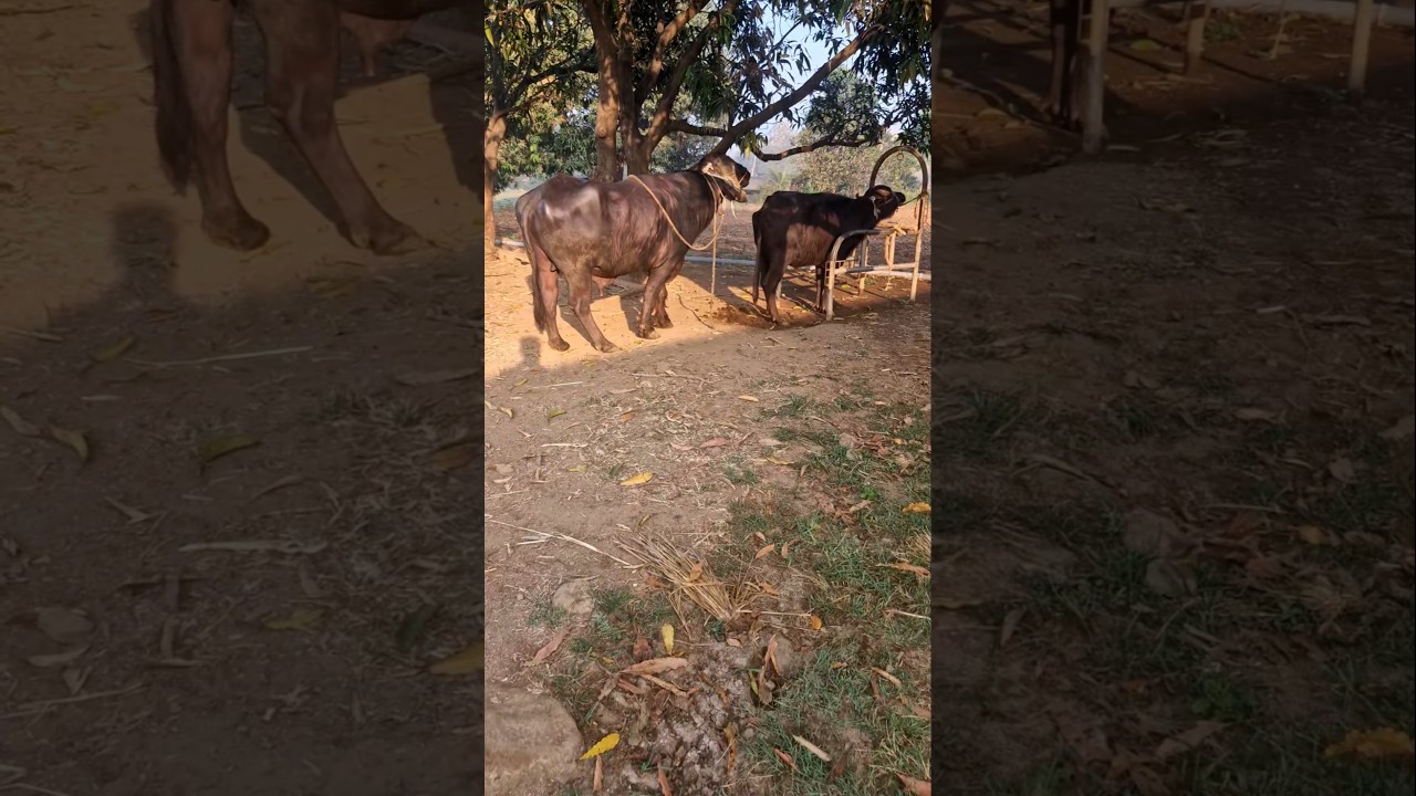 natural breeding for jafrabadi bull#jafrabadi bull #breeding #original #funny#comedy#top qualitybull