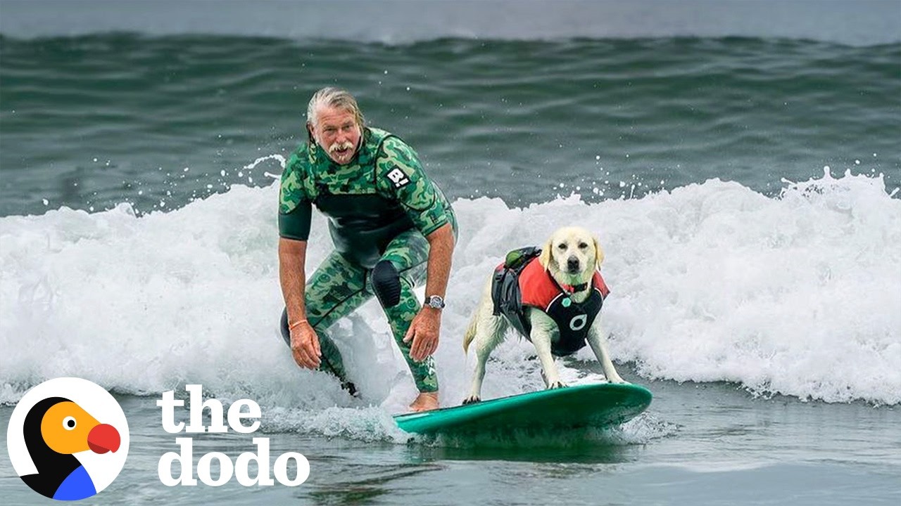 Lab Helps Her Dad Surf Big Waves | The Dodo