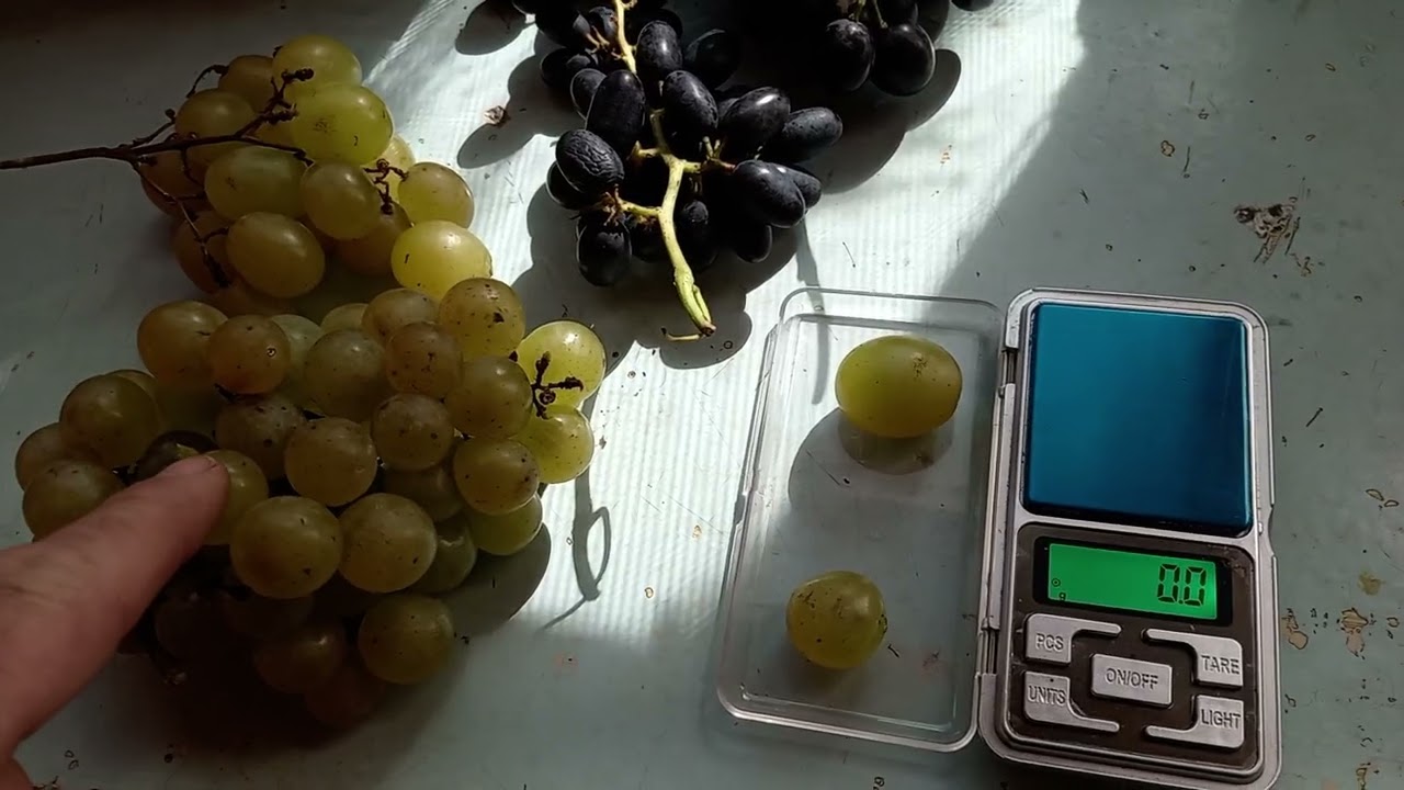 Виноград в Приморском Крае 🍇Элита Виноградов в одном месте, Бриксы продолжение на сегодня08.10.2025г