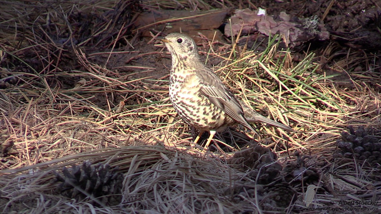 Mistle Thrush, Fieldfare and other Winter Birds at Troodos Mountains