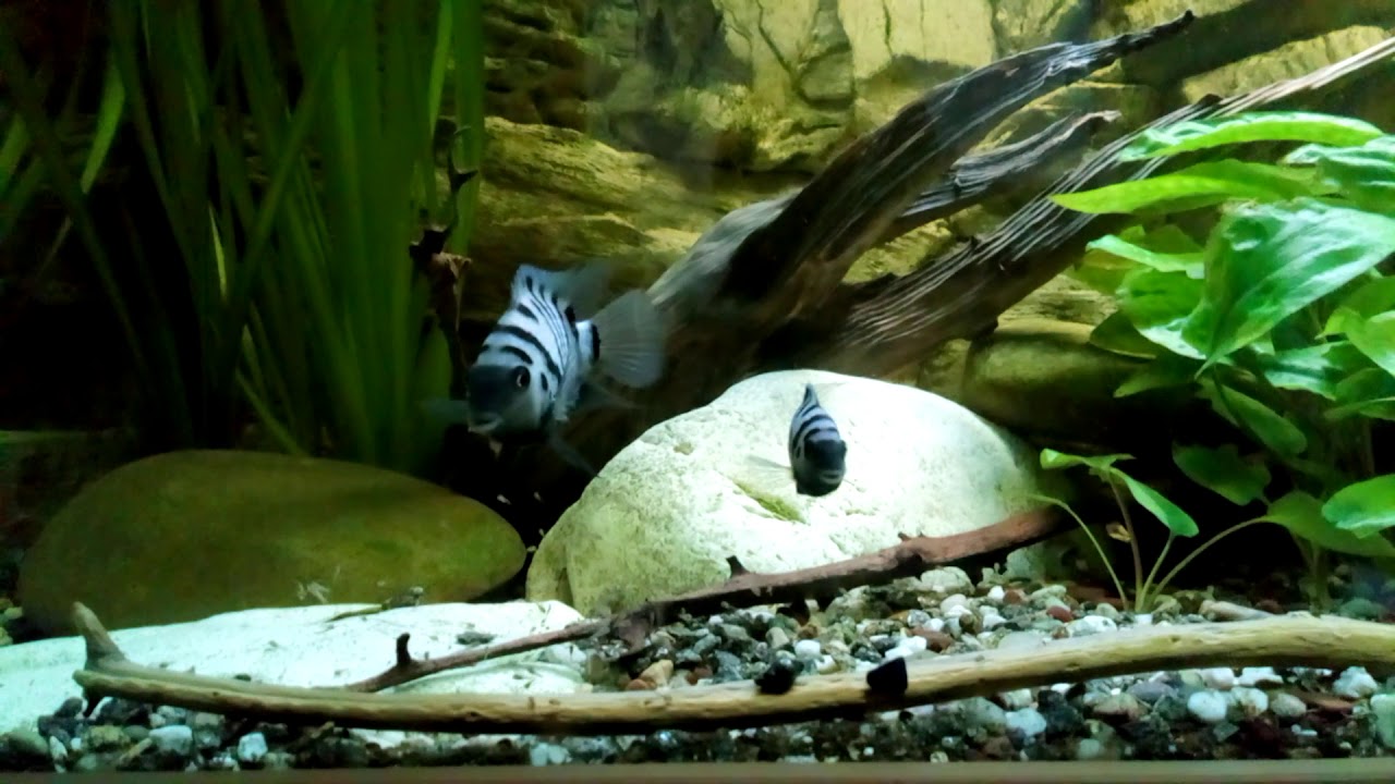 Zebrabuntbarsche/ Grünflossenbuntbarsch im 600 Liter - Aquarium/ Revier Verteidigung / Brutpflege