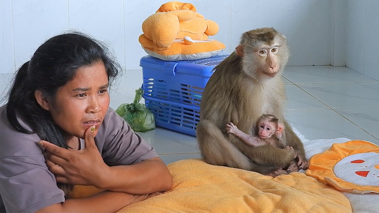 Adorable Luna Take Care Baby And Grooming Mom