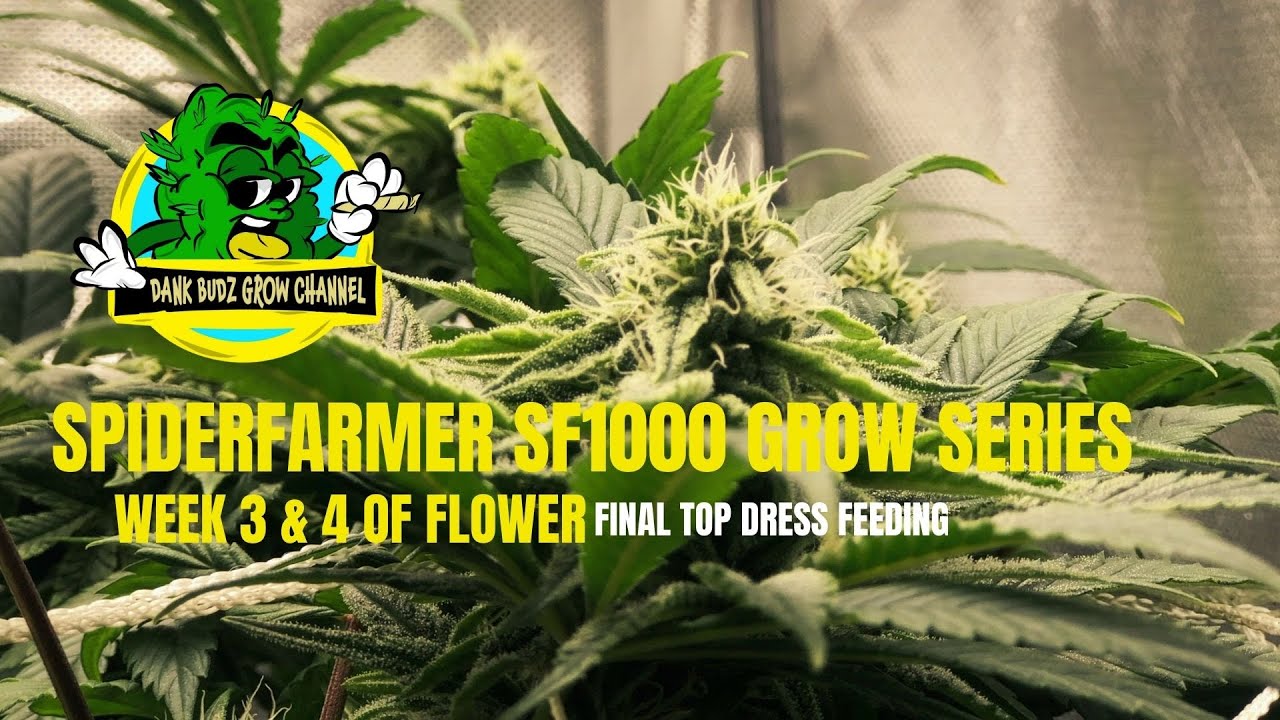How I Grow Photoperiods | SPIDERFARMER SF1000 Grow Series | Super OG Kush | Flower Weeks 3 & 4