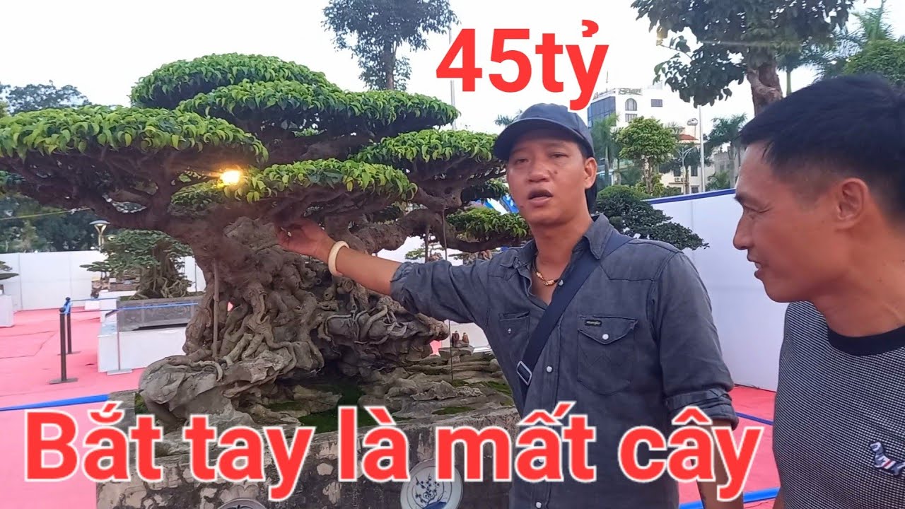 Khổng Tước Hạ Sơn 45 tỷ chủ nhân gật đầu là mất cây.Tại triển lãm Đông Anh