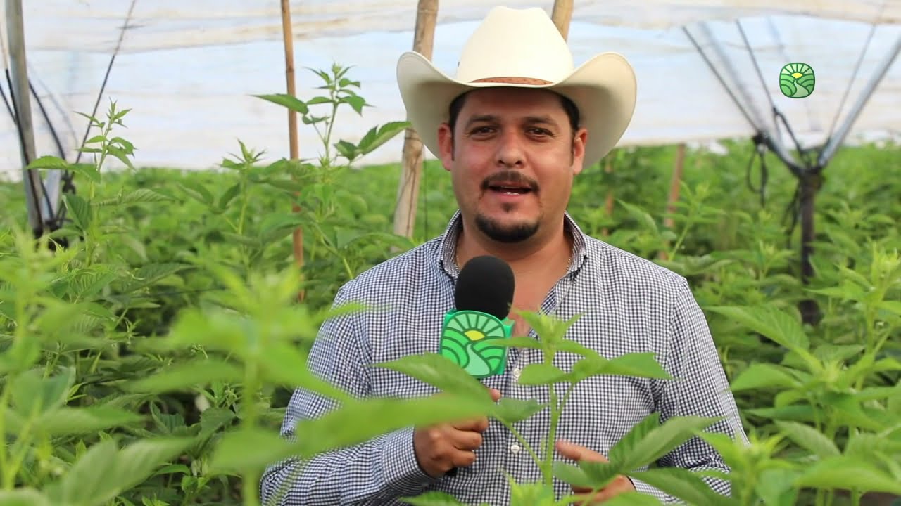 Producción de Frambuesa