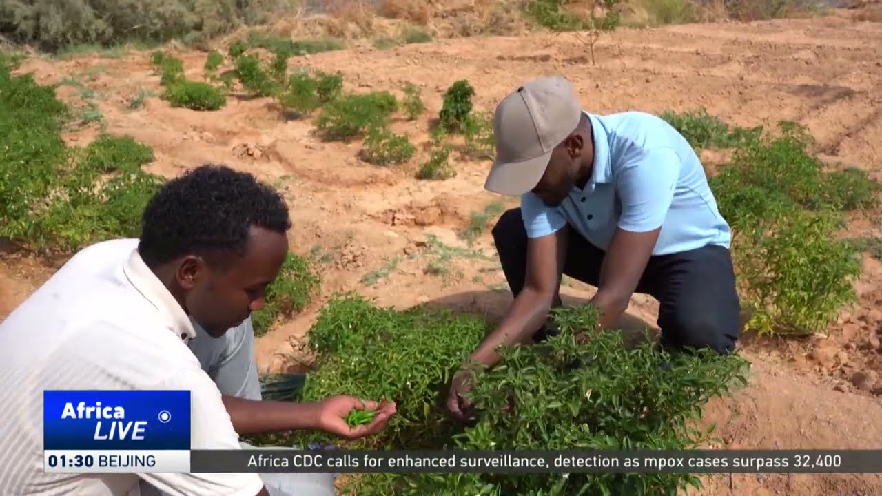 Farmers in Puntland reap rewards from green initiatives