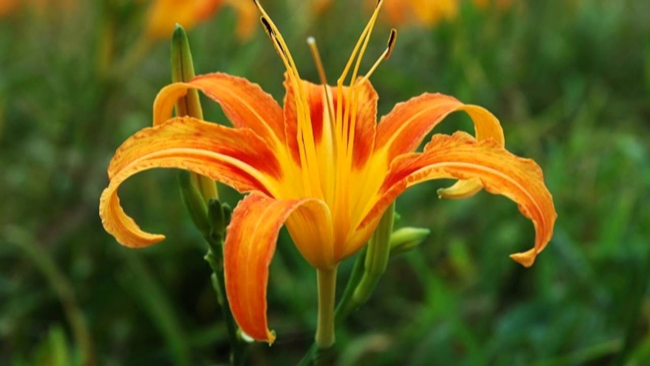 うたかたの恋(阿母的手).  背景六十石山景觀