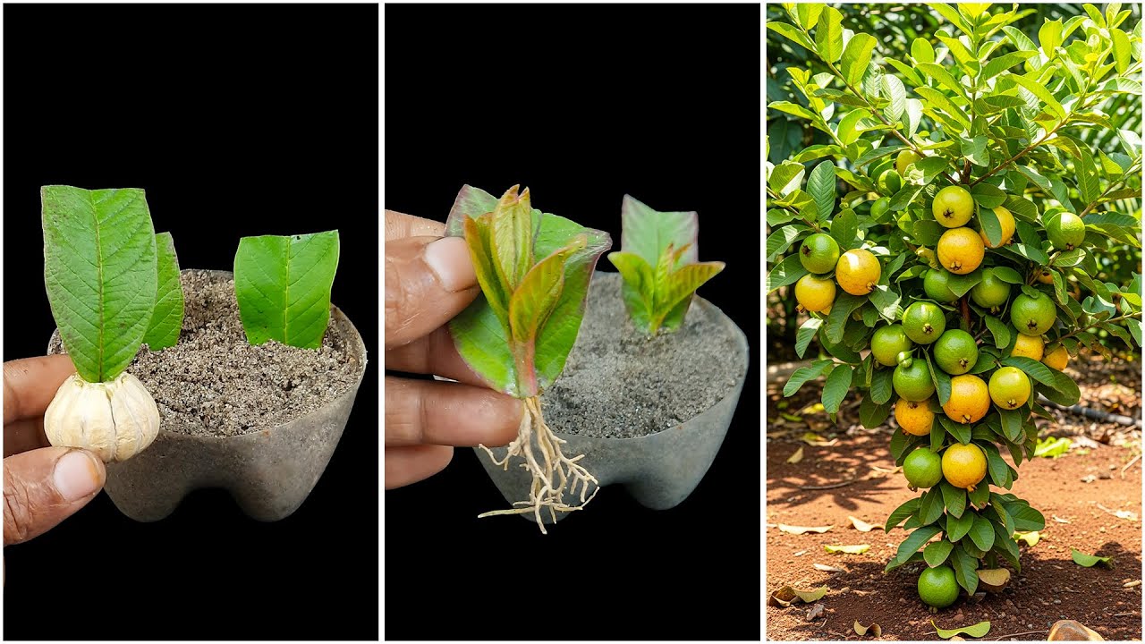 Leaf to plant | How to grow guava plant at home from leaf
