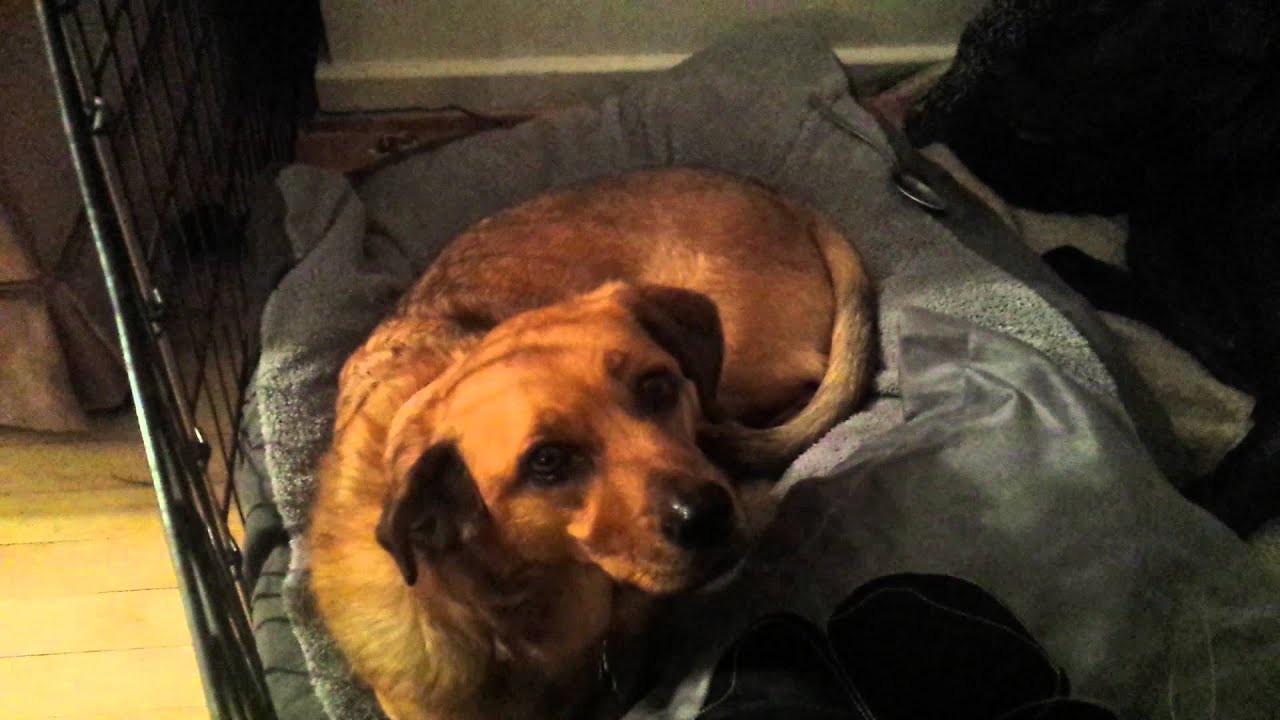 Osteosarcoma : Bloo home from Amputation