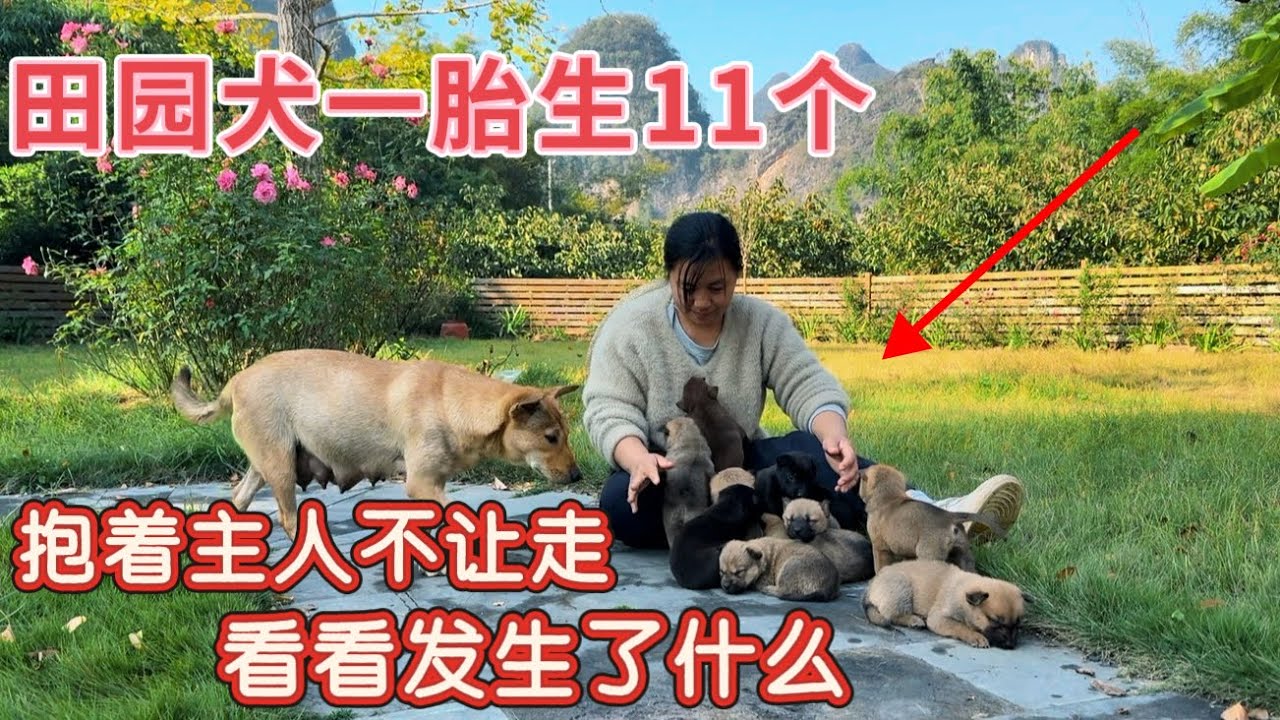 看哭了！田园犬一胎生了11个，出生第26天，突然抱着主人不让走，看看发生了什么？