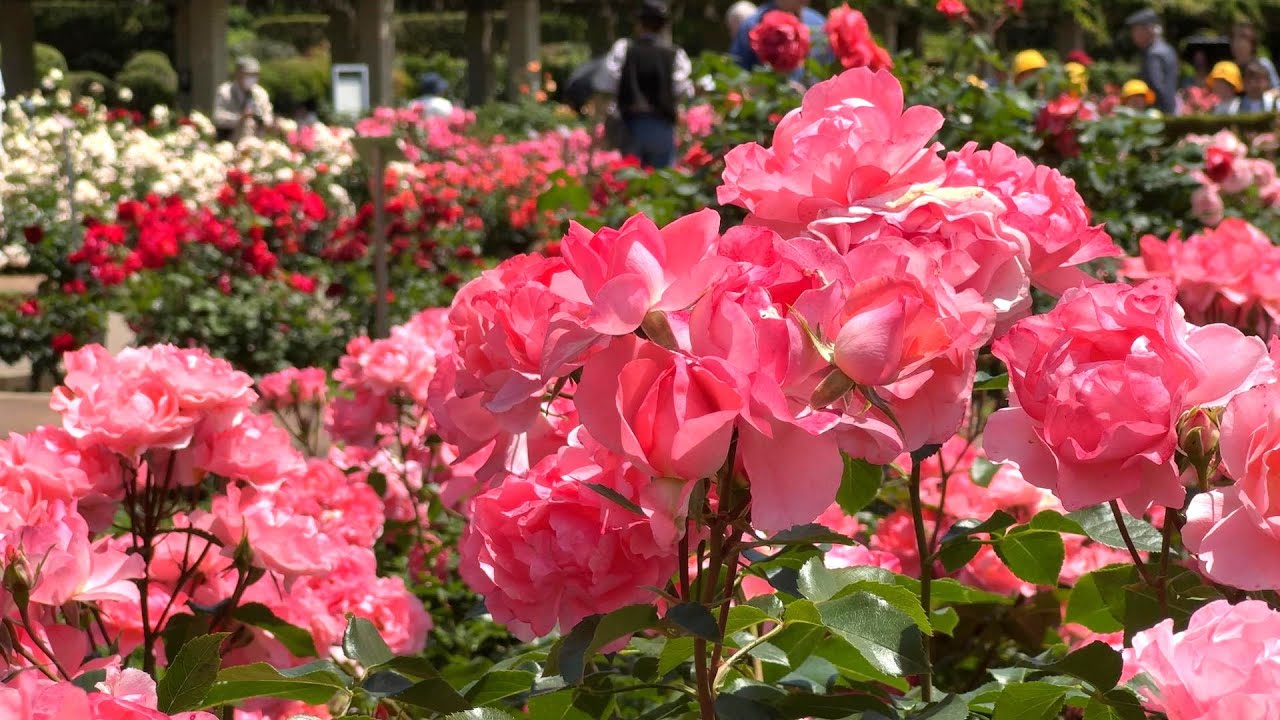 【4K】神代植物公園（東京都）2024春のバラフェスタ 5月17日の様子　Jindai Botanical Gardens（Tokyo）May 17,2024