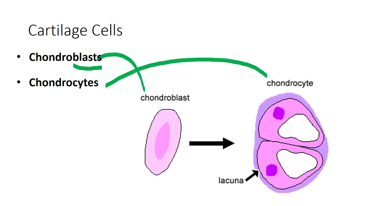 Cartilage Introduction