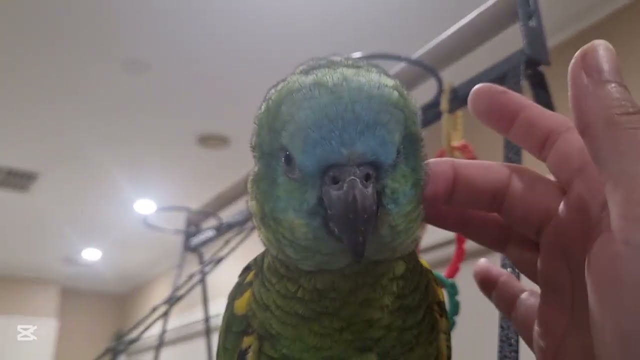 Watch and enjoy cute amazon parrot taking shower ,playing, getting massage and enjoying 