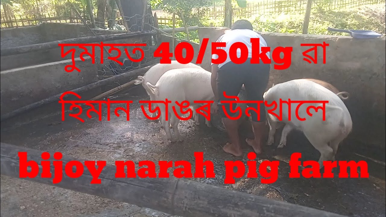 piggary farm in assam/pig farm in assam/