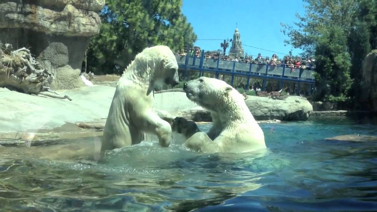 Polar Bears at the San Diego Zoo