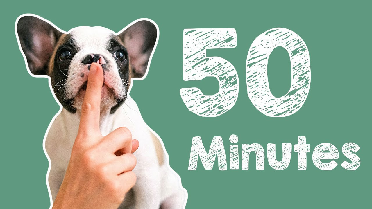 50 Minute Timer - Barking Dog Alarm