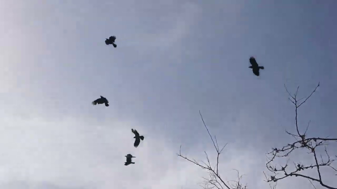 Lots of crows