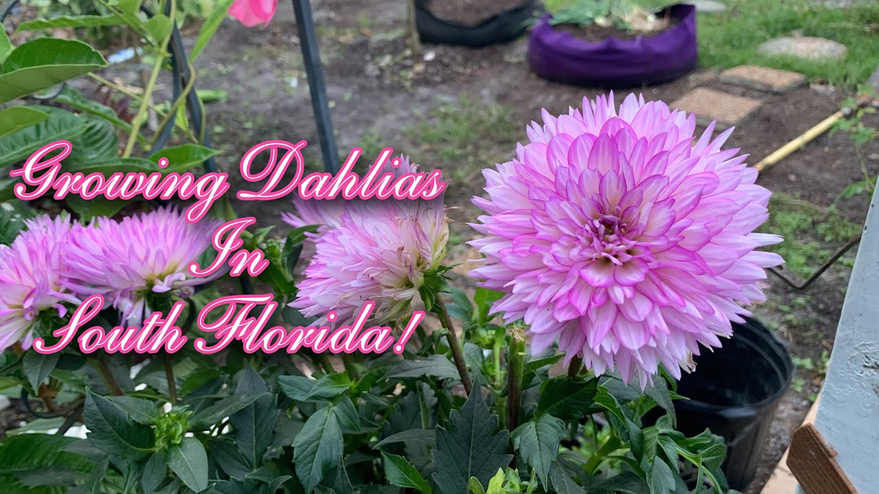 Growing Dahlias In South Florida!!🌸🧑🏽‍🌾🤩S:2, Ep.64//Ultimate Gardening