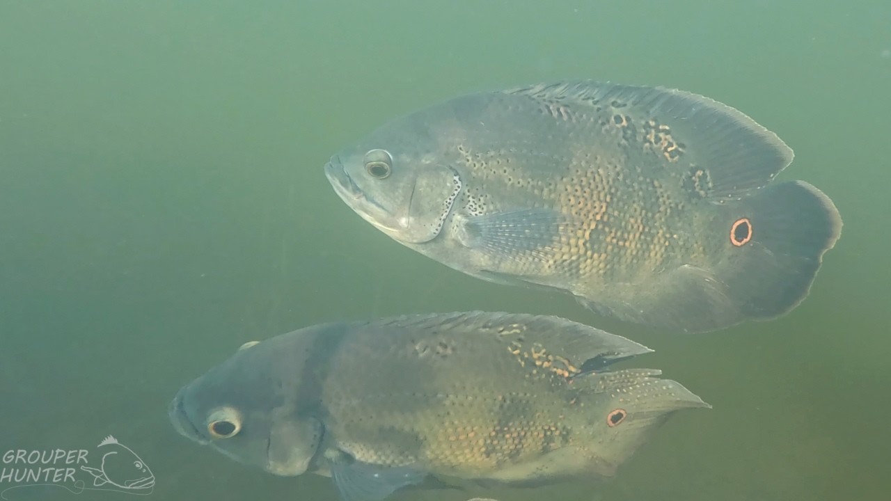 Underwater Video of Oscar Cichlids, Green Severum, Peacock Bass, Midas Cichlids in South Florida