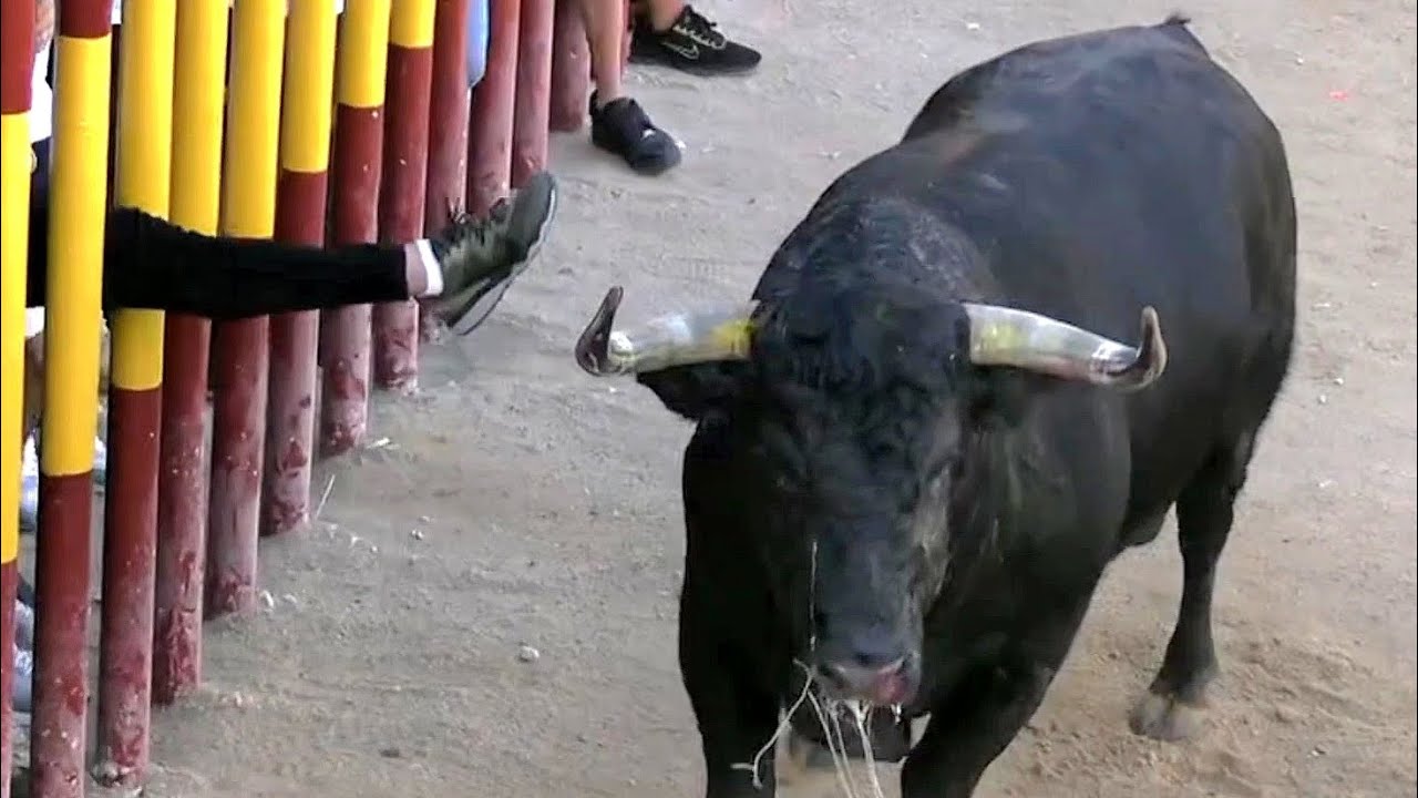LOCURA EN LA PLAZA! INTENTA TOCAR AL TORO CON EL PIE